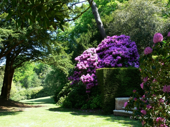 Bois des Moutiers (244) Mai 2012